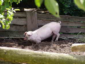 Schweine im Garten